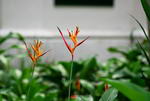 Choconiana Heliconia